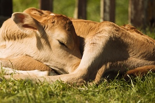 Vache jersiaise
